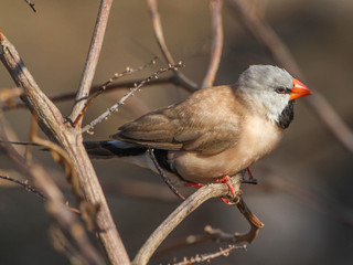 Poephila acuticauda, Long-tailed Finch