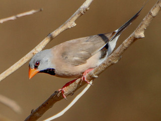Poephila acuticauda, Long-tailed Finch