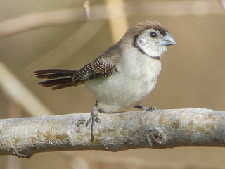 Taeniopygia bichenovii, Double-barred Finch
