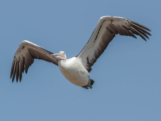 Pelecanus conspicillatus, Australian Pelican