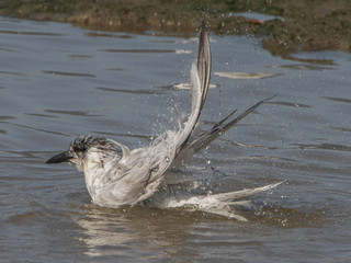Gelochelidon nilotica, Gull-billed Tern