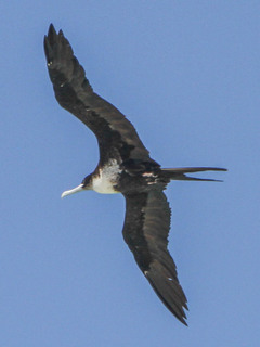 Fregata minor, Great Frigatebird