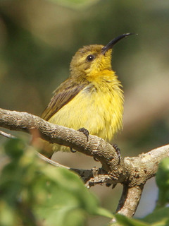 Nectarinia jugularis, Olive-backed Sunbird