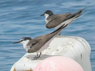 Onychoprion anaethetus, Bridled Tern