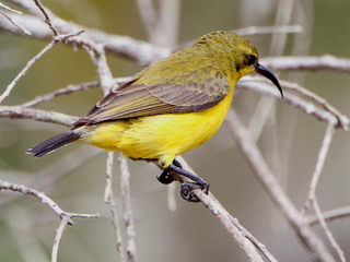 Nectarinia jugularis, Olive-backed Sunbird