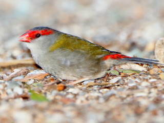 Neochmia temporalis, Red-browed Finch