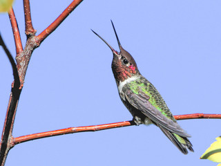 Calypte anna, Annas Hummingbird