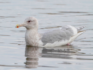 Larus glaucescens, Glaucous-winged Gull
