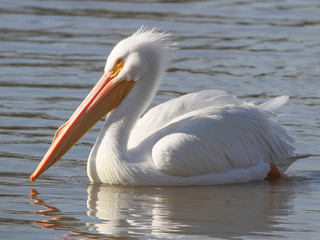 Pelecanus erythrorhynchos, American White Pelican
