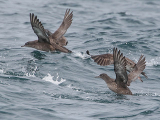 Puffinus griseus, Sooty Shearwater