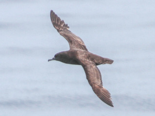 Puffinus griseus, Sooty shearwater