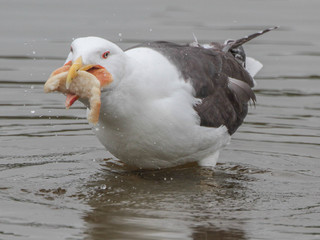 Larus marinus, Great Black-Backed Gull