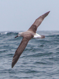 Thalassarche salvini, Salvins Albatross