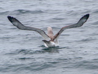 Thalassarche salvini, Salvins Albatross