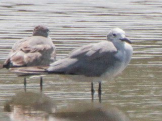 Larus modestus, Gray Gull