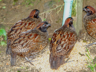 Odontophorus atrifrons, Black-fronted Wood-quail