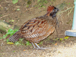 Odontophorus atrifrons, Black-fronted Wood-quail