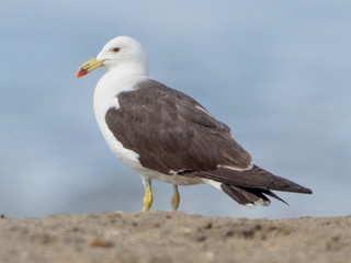 Larus belcheri, Band-tailed Gull