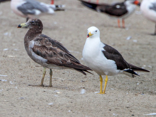 Larus belcheri, Band-tailed Gull