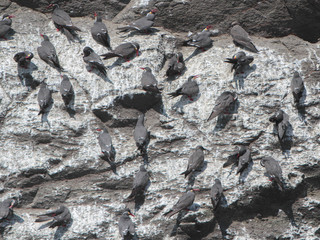 Larosterna inca, Inca Tern