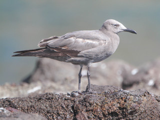 Larus modestus, Grey Gull