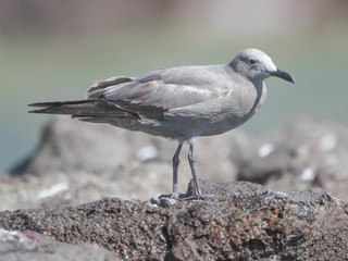 Larus modestus, Grey Gull