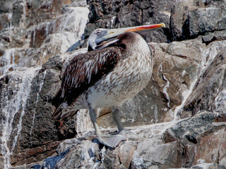 Pelecanus thagus, Peruvian Pelican