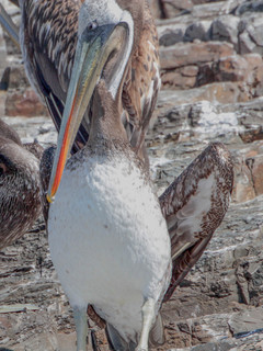 Pelecanus thagus, Peruvian Pelican