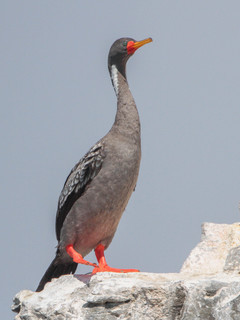 Phalacrocorax gaimardi, Red-legged Cormorant