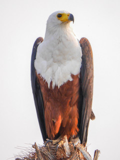 Resultado de imagem para African Fish Eagle