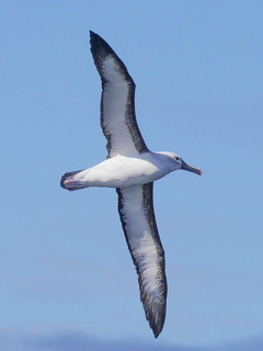 Thalassarche chlororhynchos, Yellow-nosed Albatross