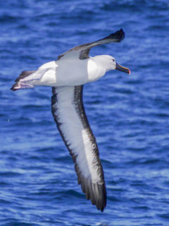 Thalassarche chlororhynchos, Yellow-nosed Albatross