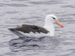 Thalassarche melanophris, Black-browed Albatross