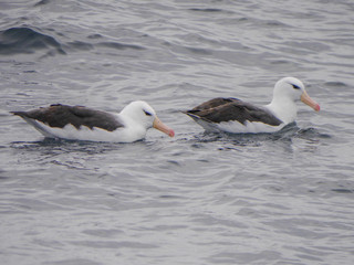 Thalassarche melanophris, Black-browed Albatross