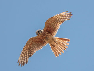 Falco sparverius, American Kestre