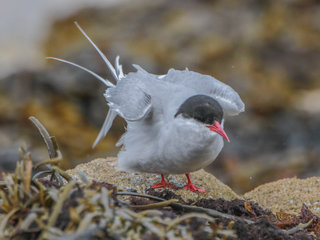 Sterna paradisaea, Arctic Tern