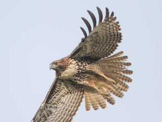 Buteo jamaicensis, Red-Tailed Hawk