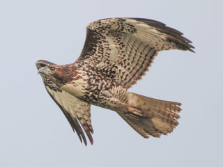 Buteo jamaicensis, Red-Tailed Hawk