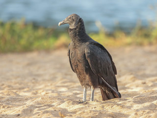 Coragyps atratus, Black Vulture