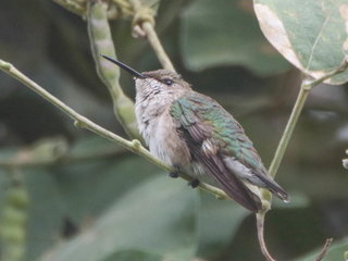 Archilochus alexandri, Black-chinned Hummingbird