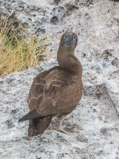 Sula leucogaster, Brown Booby