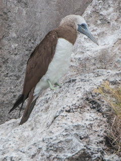 Sula leucogaster, Brown Booby