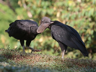 Coragyps atratus, Black Vulture