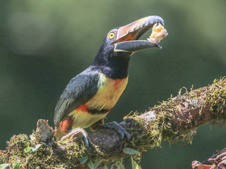 Pteroglossus torquatus, Collared Aracari