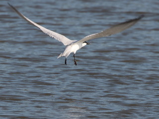 Gelochelidon nilotica, Gull-billed Tern