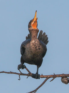 Phalacrocorax auritus, Double-crested Cormorant