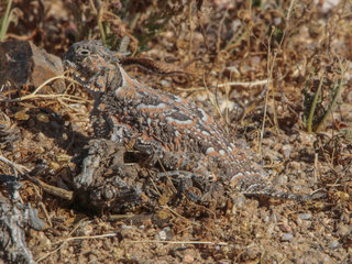 Phrynosoma platyrhinos calidiarum, Southern Desert Horned Lizard