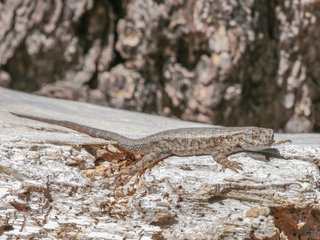 Sceloporus graciosus, Common Sagebrush Lizard