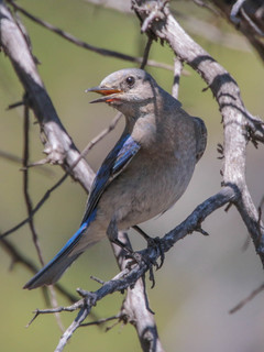 Sialia mexicana, Western Bluebird