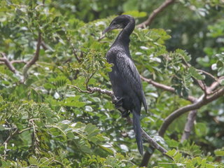Phalacrocorax fuscicollis, Indian Cormorant